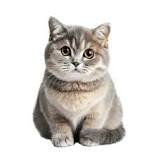 Test 123